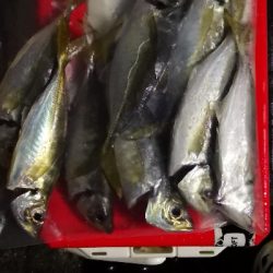 アジング練習 44