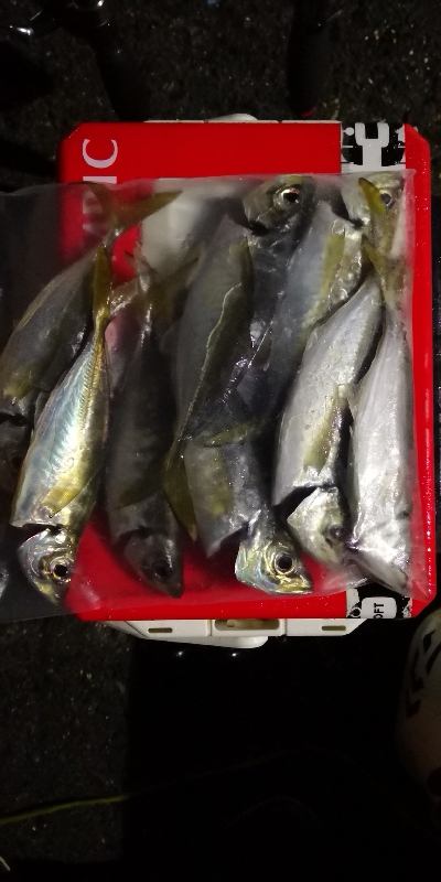 アジング練習 44