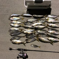 アジング 当たり年