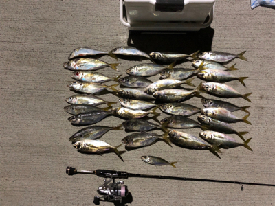 アジング   当たり年