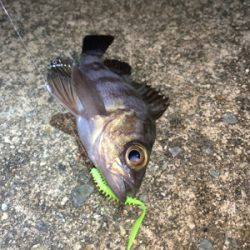 アジ、メバル、サヨリ