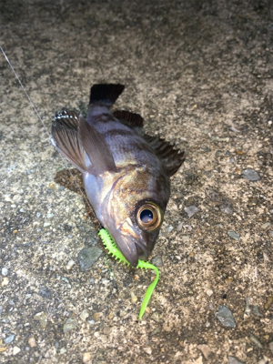 アジ、メバル、サヨリ