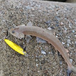 フクラギとエソ