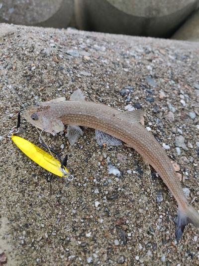 フクラギとエソ