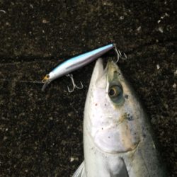 神戸湾奥水路でサスケ烈波120?