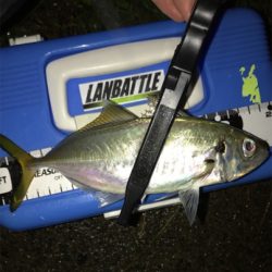 アジを求めて⑪