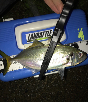 アジを求めて⑪