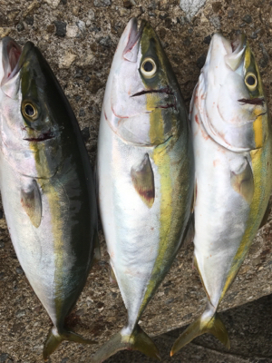 ハマチが( ˘3˘)