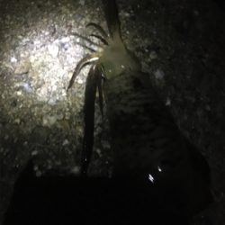 アオリはどこですか?