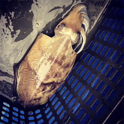 ティップランでコウイカ