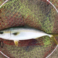 青物やエビ撒き　快調なり