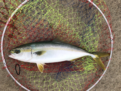 青物やエビ撒き　快調なり