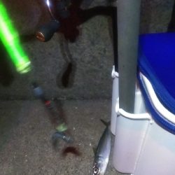 ウキ鯖、テンヤ太刀