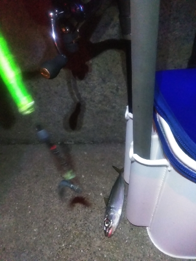 ウキ鯖、テンヤ太刀