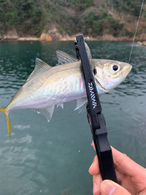 仕事終わりアジング