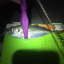 大阪湾奥アジング 中アジのラッシュ！