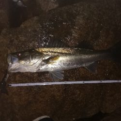 ボイル多いがなかなか食わず