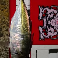 アジング練習 45