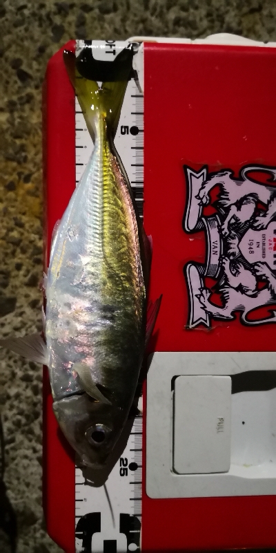 アジング練習 45