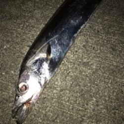 1年ぶりの太刀魚!