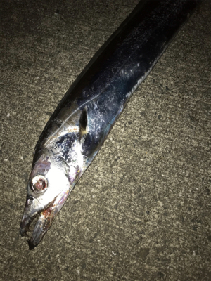 1年ぶりの太刀魚!