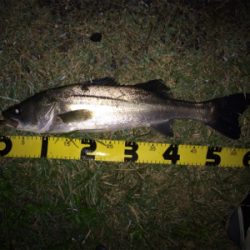 ボイルが出た少しの時合い