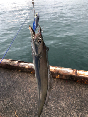 アジとタチウオ