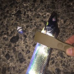 太刀魚の仕掛けでデカ鯵も釣れた！