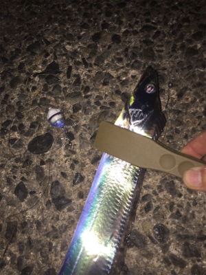 太刀魚の仕掛けでデカ鯵も釣れた！