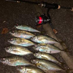 親子でアジング