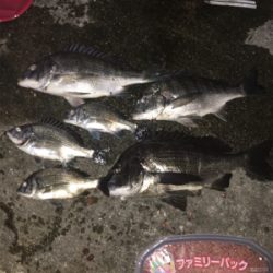 岸和田沖の北チヌ好調！