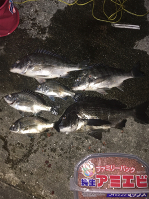 岸和田沖の北チヌ好調！