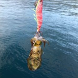 シマノエギングパーティー