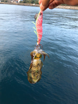 シマノエギングパーティー