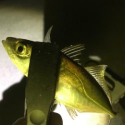 こんなに簡単に釣れる！