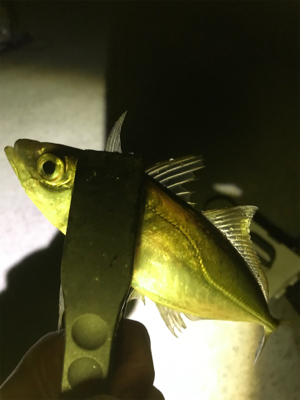 こんなに簡単に釣れる！