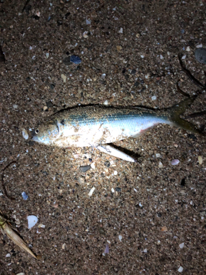 シーバスはどこへ？