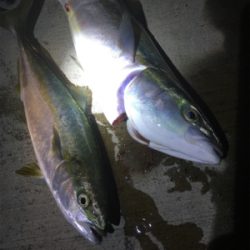 夕まずめのワンチャンス