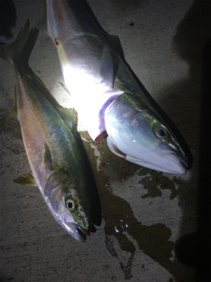 夕まずめのワンチャンス