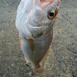 ライトショアジギングでグチ!