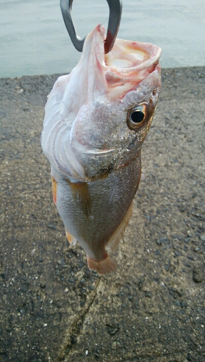 ライトショアジギングでグチ！