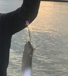 タチウオ、その他ショア ジギング