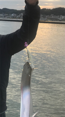 タチウオ、その他ショア ジギング