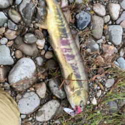 鮭有効利用調査2019