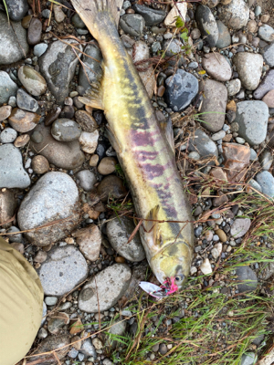 鮭有効利用調査2019