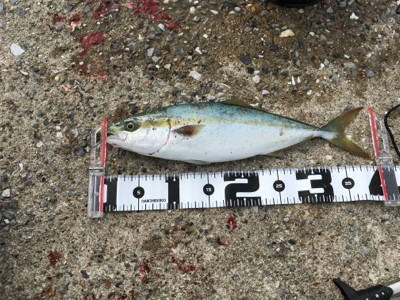 なんとか釣れました