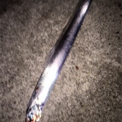 テンヤで太刀魚ゲーム