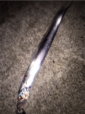 テンヤで太刀魚ゲーム