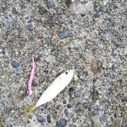 エギング→ジギング→アジング