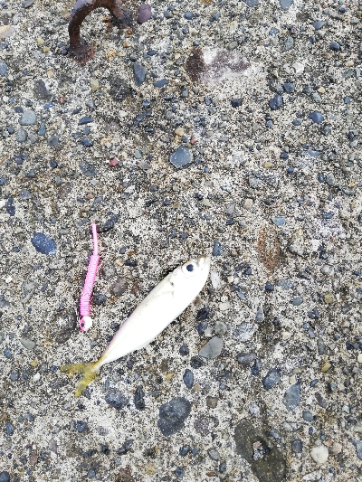 エギング→ジギング→アジング